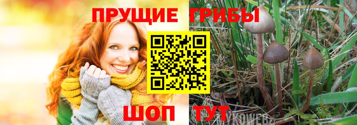Псилоцибиновые грибы мухоморы  Вход с VPN  Мурманск  цены наркотик  Псилоцибиновые грибы мицелий 